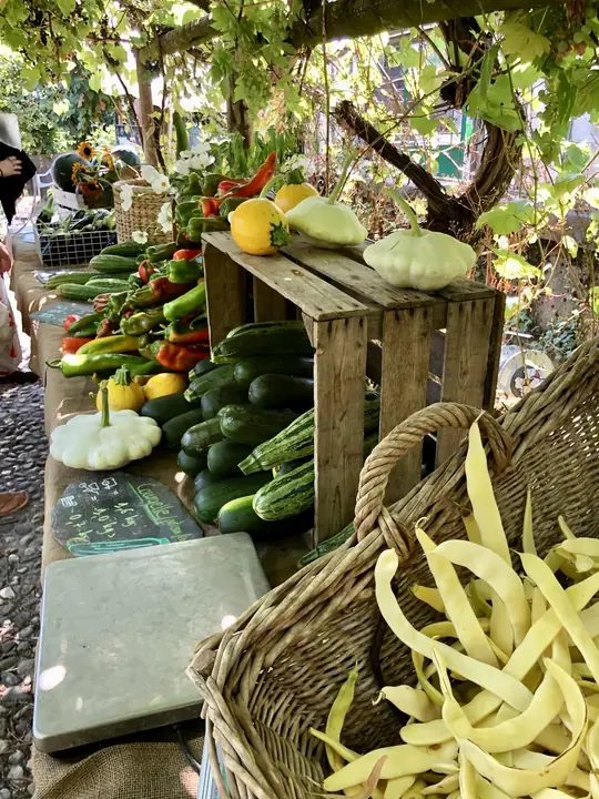 Étal de courgettes, poivrons, courges et haricots jaunes sous la vigne.