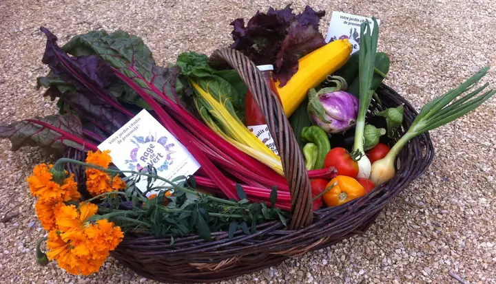 Panier de légumes variés avec blettes colorées, tomates, courgette, fleurs et flyer Rage de Vert.